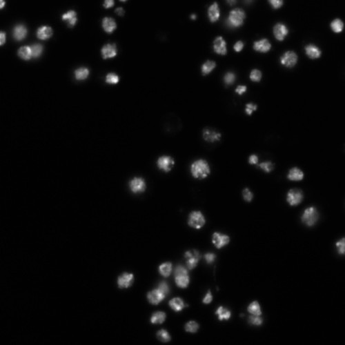 CIL:32138, Drosophila melanogaster, epithelial cell