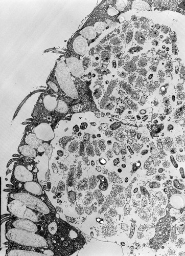 CIL:38866, Colpoda cucullus, cell by organism, eukaryotic cell, Eukaryotic Protist, Ciliated Protist