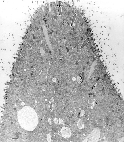 CIL:36666, Paramecium multimicronucleatum, cell by organism, eukaryotic cell, Eukaryotic Protist, Ciliated Protist