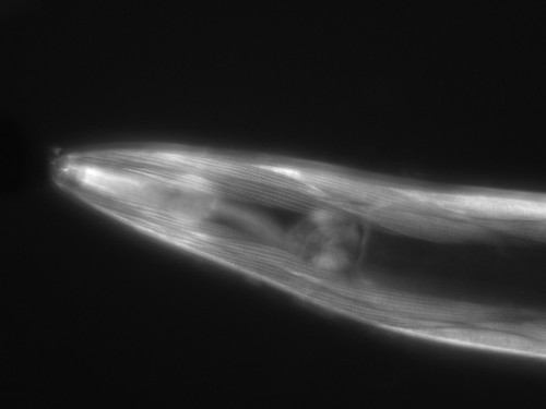 CIL:1057, Caenorhabditis elegans, muscle cell