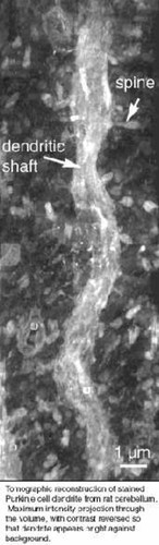 CIL:39949, Rattus norvegicus, CNS neuron (sensu Vertebrata), Purkinje cell