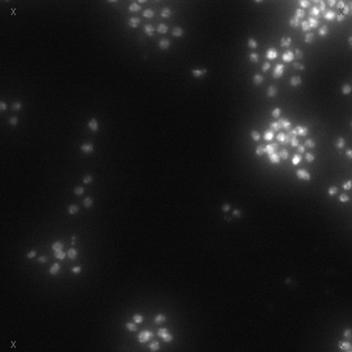 CIL:32140, Drosophila melanogaster, epithelial cell