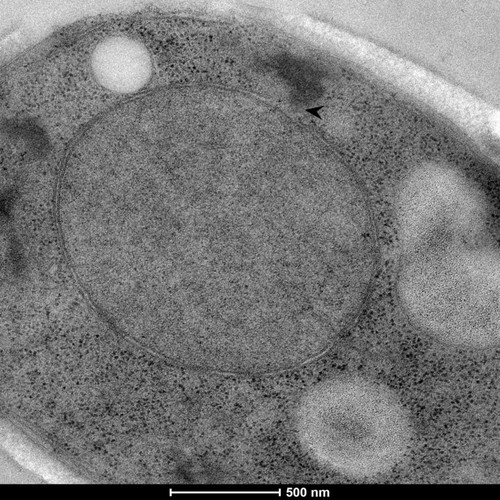 CIL: 50867, Saccharomyces cerevisiae (baker's yeast, budding yeast), Mixed population of S. cerevisiae cells