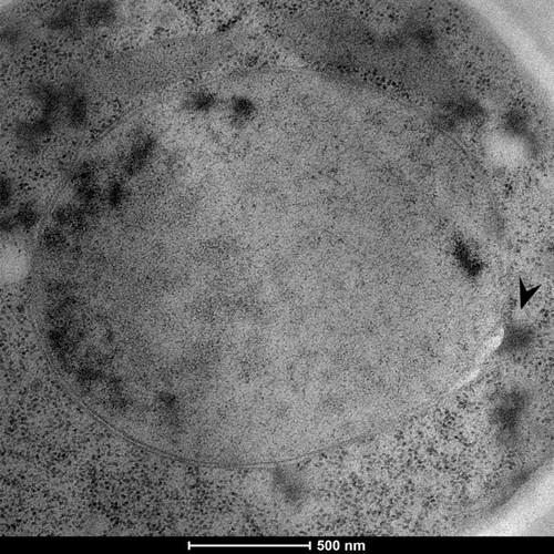 CIL: 50851, Saccharomyces cerevisiae (baker's yeast, budding yeast), Mixed population of S. cerevisiae cells