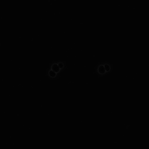 CIL:35709, Saccharomyces cerevisiae