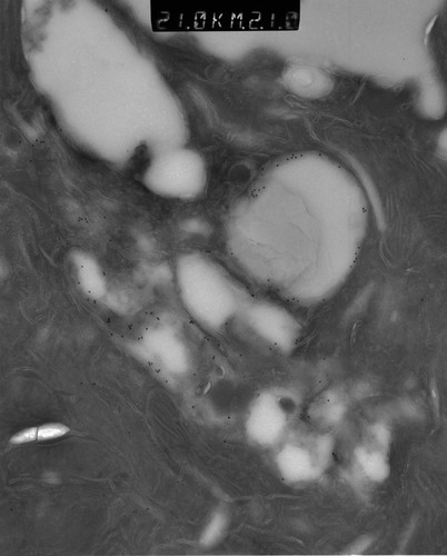 CIL:38672, Rattus rattus, glandular epithelial cell, milk secreting cell, mammary alveolar cell