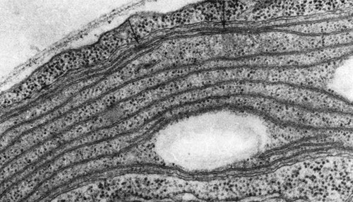 CIL:38710, Chlamydomonas reinhardtii