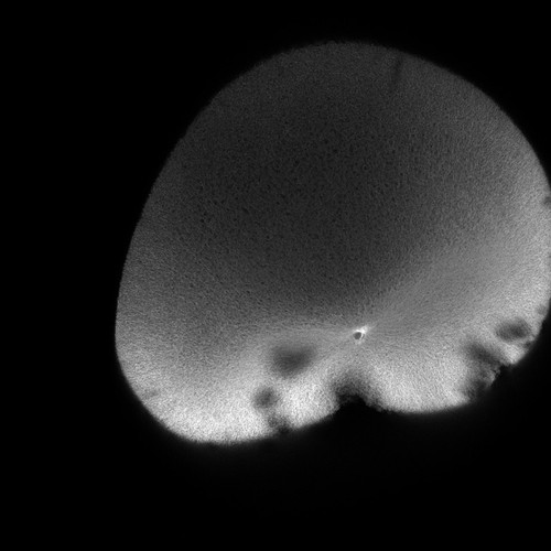 CIL:36523, Xenopus laevis, fertilized egg