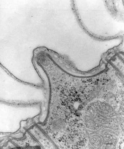 CIL:36761, Paramecium caudatum, cell by organism, eukaryotic cell, Eukaryotic Protist, Ciliated Protist