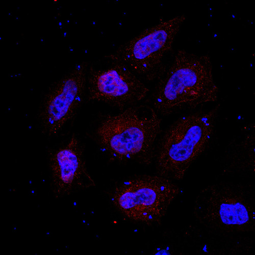 CIL: 53734, Homo sapiens, HeLa