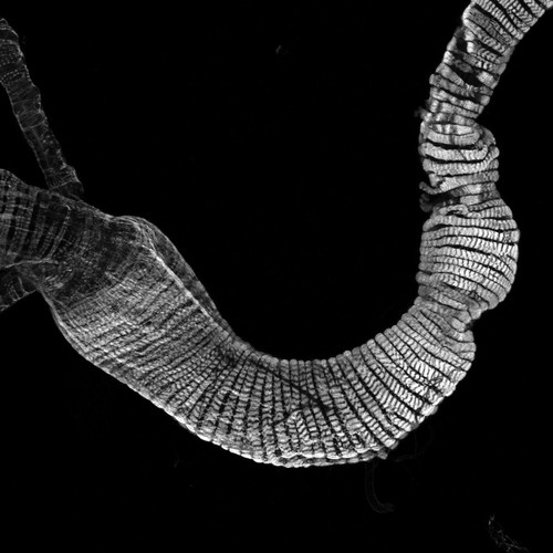 CIL:42256, Drosophila melanogaster, muscle cell, neuron