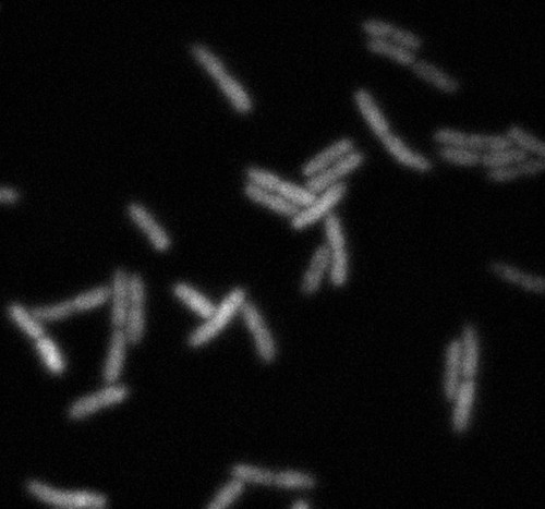 CIL: 54702, Bacteria E coli, MC1061