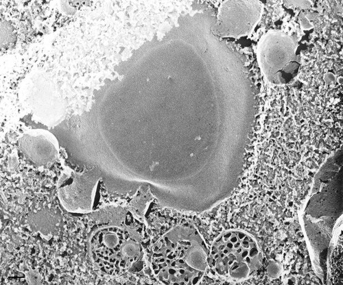 CIL:36719, Paramecium multimicronucleatum, cell by organism, eukaryotic cell, Eukaryotic Protist, Ciliated Protist