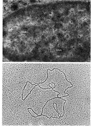 CIL:11408, Rattus, Xenopus laevis, oocyte