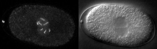 CIL:28778, Caenorhabditis elegans, embryo