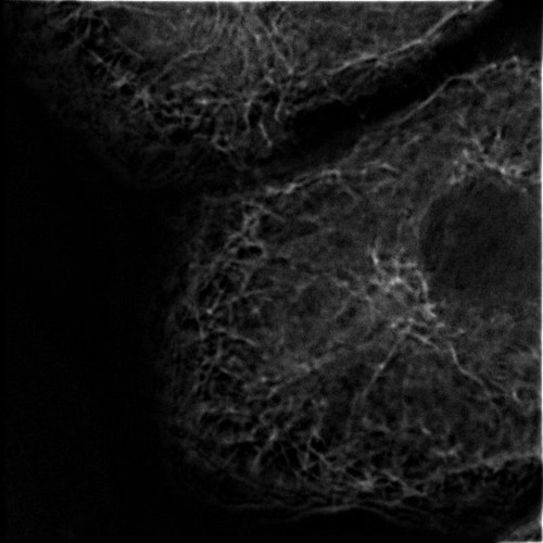 CIL:35278, Rattus rattus, hepatocyte