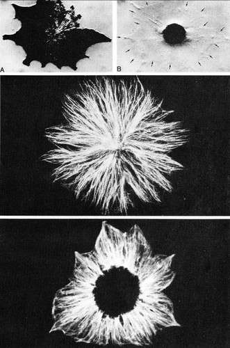 CIL:36043, Pterophyllum scalare, pigment cell (sensu Vertebrata)