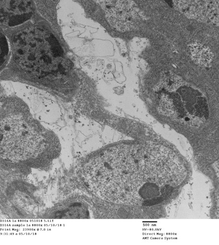 CIL: 50748, Drosophila melanogaster