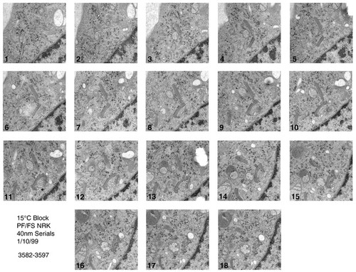 CIL:24762, Rattus norvegicus, epithelial cell