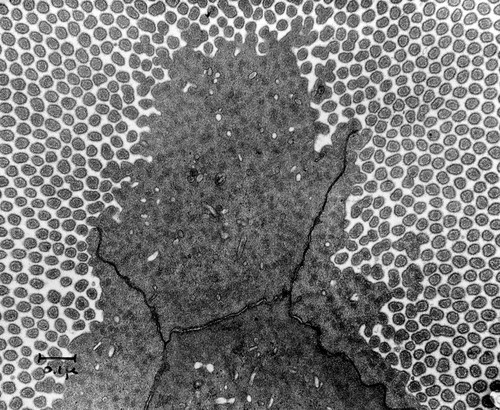CIL:37163, Mus musculus, epithelial cell