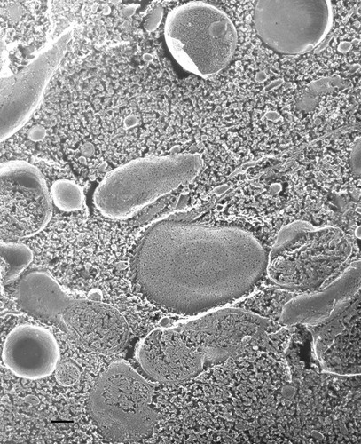 CIL:36639, Paramecium multimicronucleatum, cell by organism, eukaryotic cell, Eukaryotic Protist, Ciliated Protist