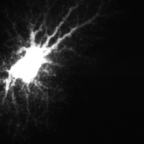 CIL:36302, Rattus, astrocyte