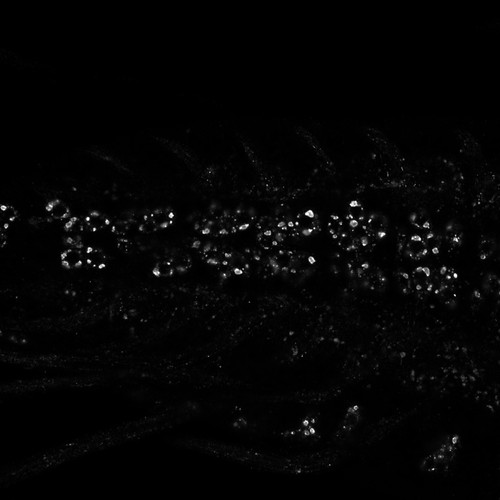 CIL:13475, Drosophila melanogaster, motor neuron