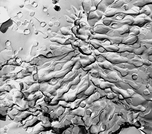 CIL:39313, Paramecium multimicronucleatum, cell by organism, eukaryotic cell, Eukaryotic Protist, Ciliated Protist