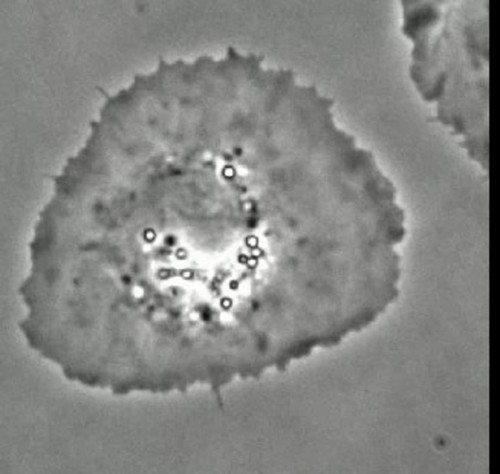 CIL:12012, Hypsophrys nicaraguensis, keratocyte