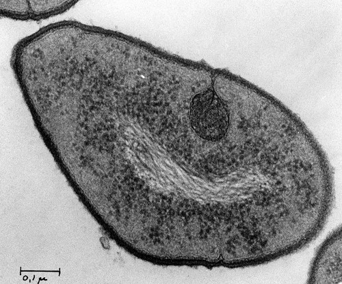 CIL:37289, Streptococcus pneumoniae, bacteria