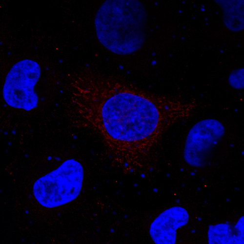 CIL: 53780, Homo sapiens, HeLa