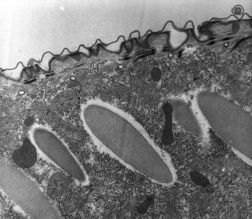 CIL:12610, Paramecium multimicronucleatum, eukaryotic cell, Eukaryotic Protist, Ciliated Protist