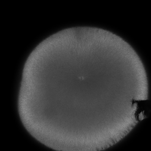 CIL:36497, Xenopus laevis, fertilized egg