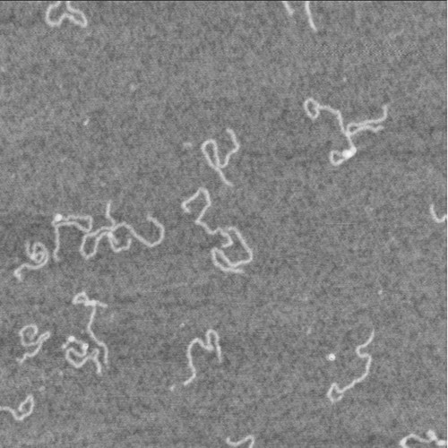 CIL:7106, Homo sapiens, neuron