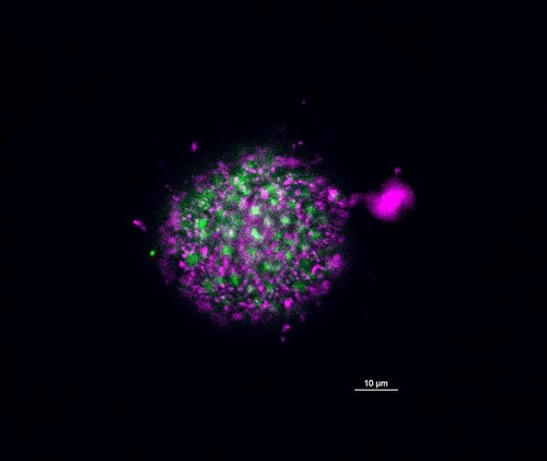 CIL: 54627, Mus musculus, oocyte