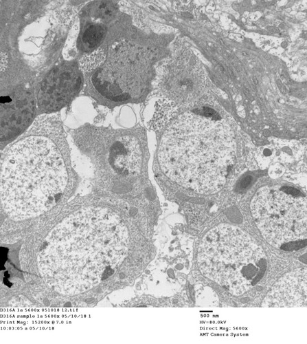 CIL: 50746, Drosophila melanogaster