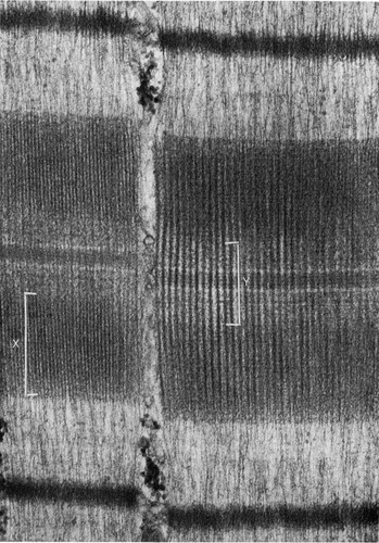 CIL:36060, Felis catus, cardiac muscle cell