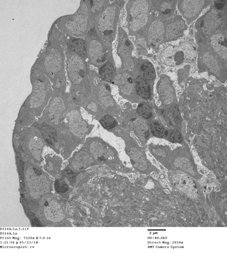 CIL: 50770, Drosophila melanogaster