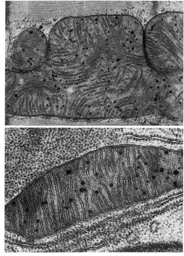 CIL:11403, Felis catus, Myotis lucifugus, cardiac muscle cell