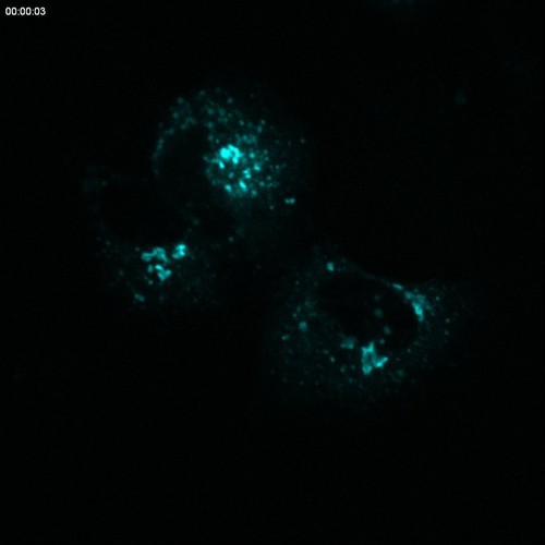 CIL:9971, Rattus, permanent cell line cell