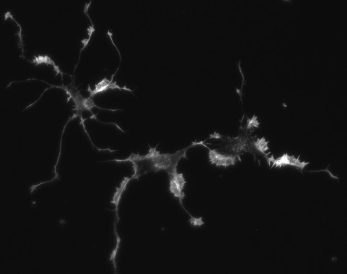 CIL:8780, Rattus, multipolar neuron