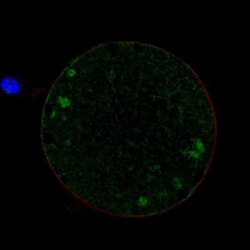 CIL: 54640, Mus musculus, oocyte