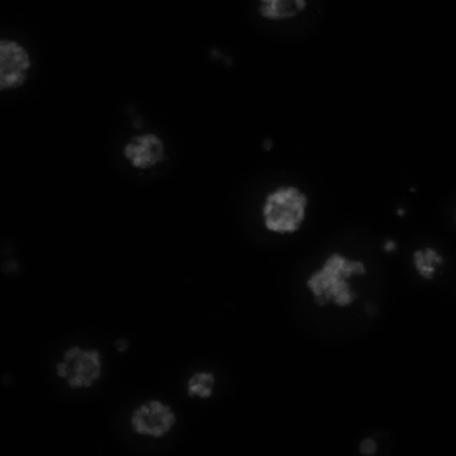 CIL:21742, Drosophila melanogaster, epithelial