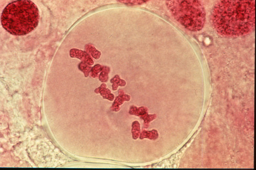 CIL: 54552, Lilium longiflorum, reproductive cell (microsporocyte)