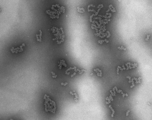 CIL:712, Necturus maculosus, nucleate erythrocyte