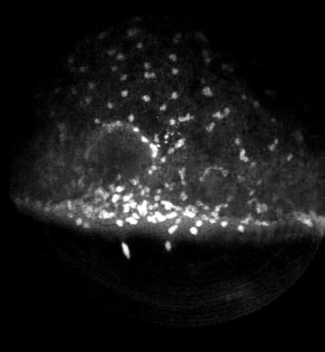 CIL:11822, Danio rerio, yolk syncytial layer cell