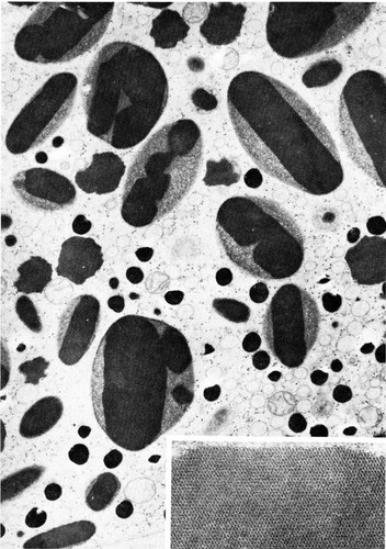 CIL:35991, Rana pipiens, ectodermal cell