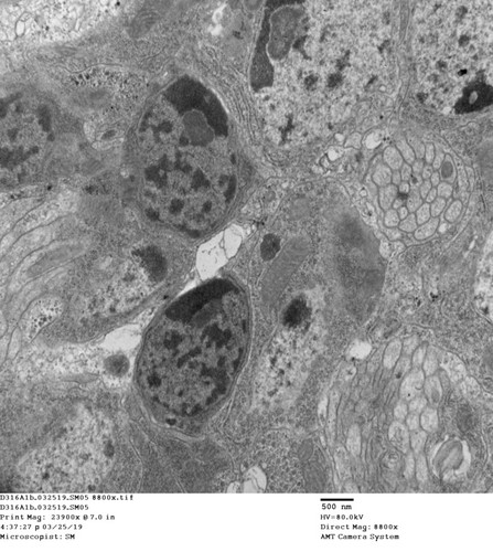 CIL:50676, Drosophila melanogaster