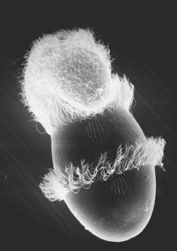 CIL:19535, Didinium nasutum, Paramecium sp., cell by organism, eukaryotic cell, Eukaryotic Protist, Ciliated Protist