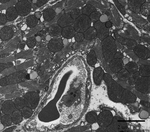 CIL:39764, Mus musculus, cardiac muscle cell, blood cell